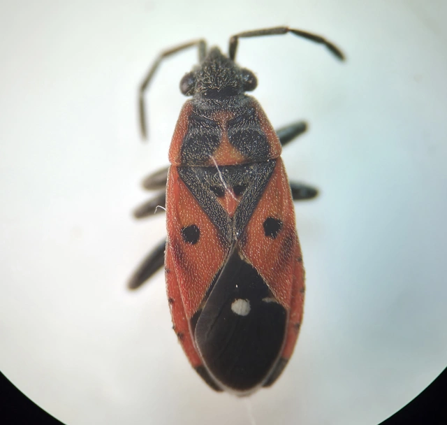 Melanocoryphus tristrami
