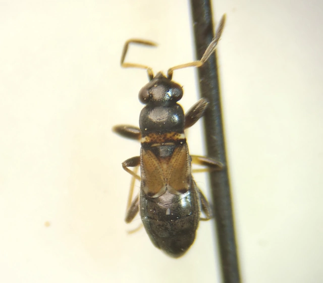 Ischnocoris hemipterus