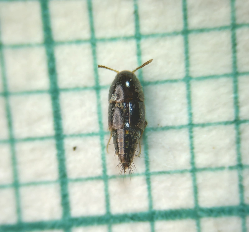 Sepedophilus immaculatus - kormos pihésholyva