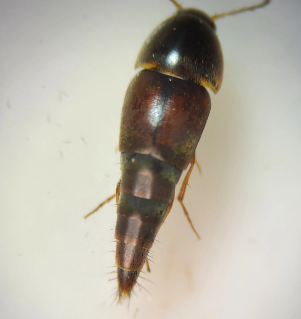 Sepedophilus marshami - közönséges pihésholyva Sepedophilus marshami - közönséges pihésholyva