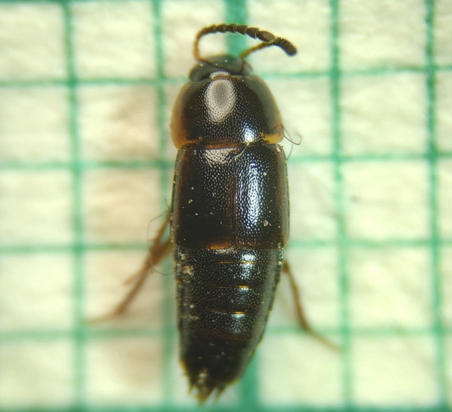 Tachinus corticinus - apró fürgeholyva