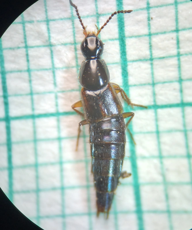 Quedius nemoralis