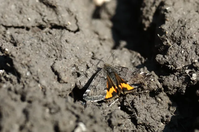 Boudinotiana notha - vörhenyes nappaliaraszoló