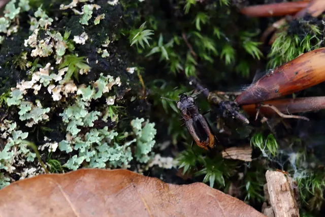 Notiophilus biguttatus - kétfoltos szemesfutó