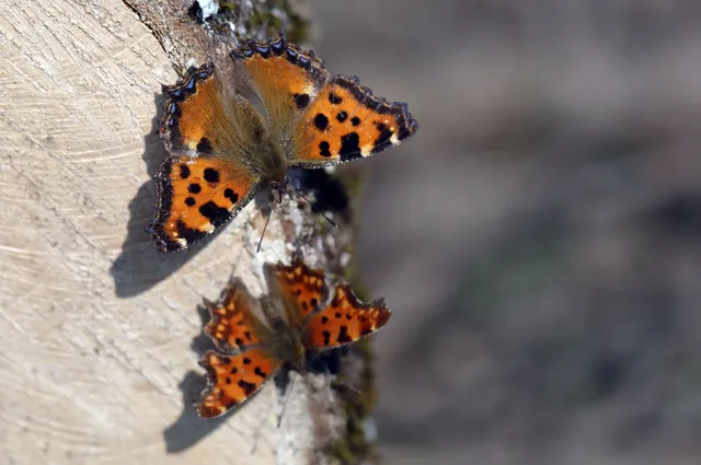 Nymphalis polychloros - nagy rókalepke
