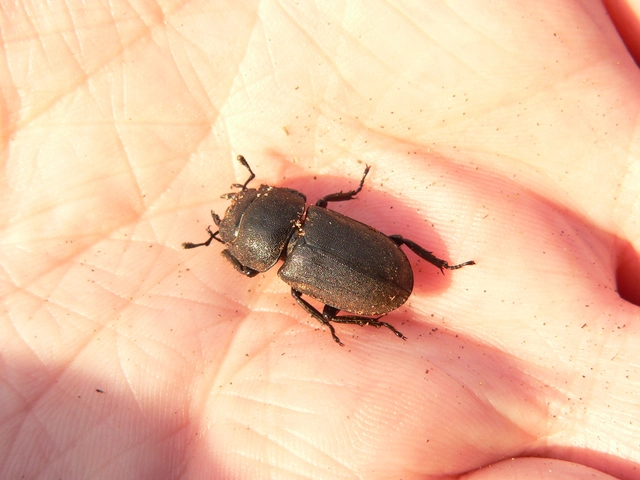 Dorcus parallelipipedus - kis szarvasbogár
