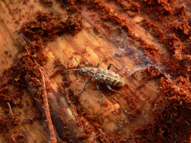 Rhagium inquisitor - fenyves-tövisescincér