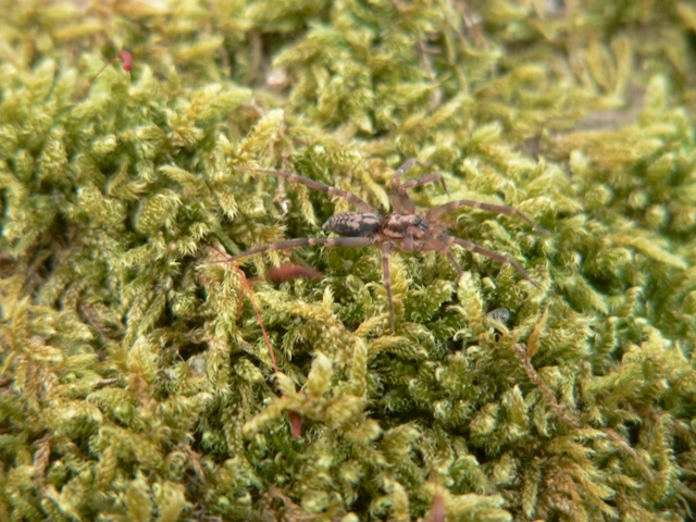 Liocranum rupicola - házaló avarpók