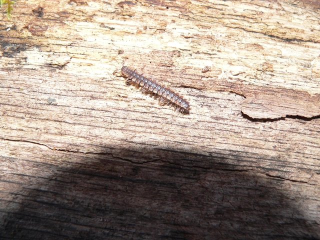 Diplopoda - Ikerszelvényesek