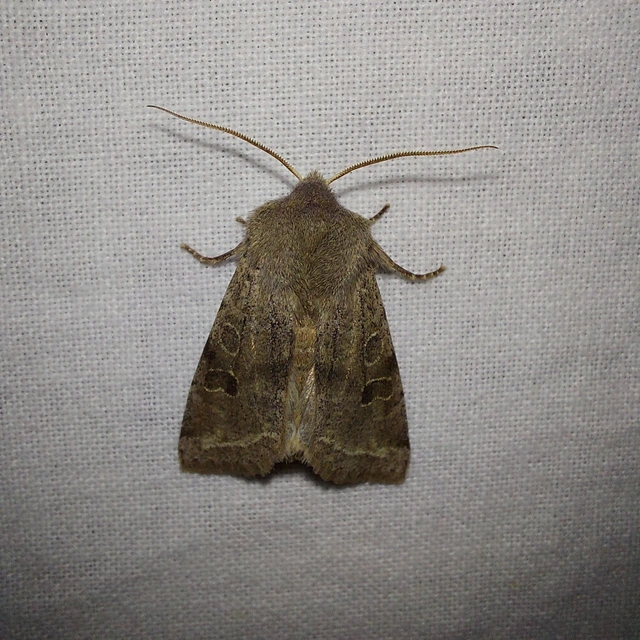 Orthosia incerta - változékony barkabagoly
