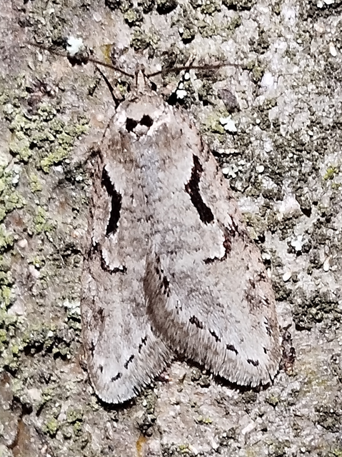 Semioscopis steinkellneriana - levélszövő laposmoly