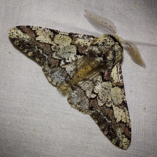 Biston strataria - barnapettyes araszoló