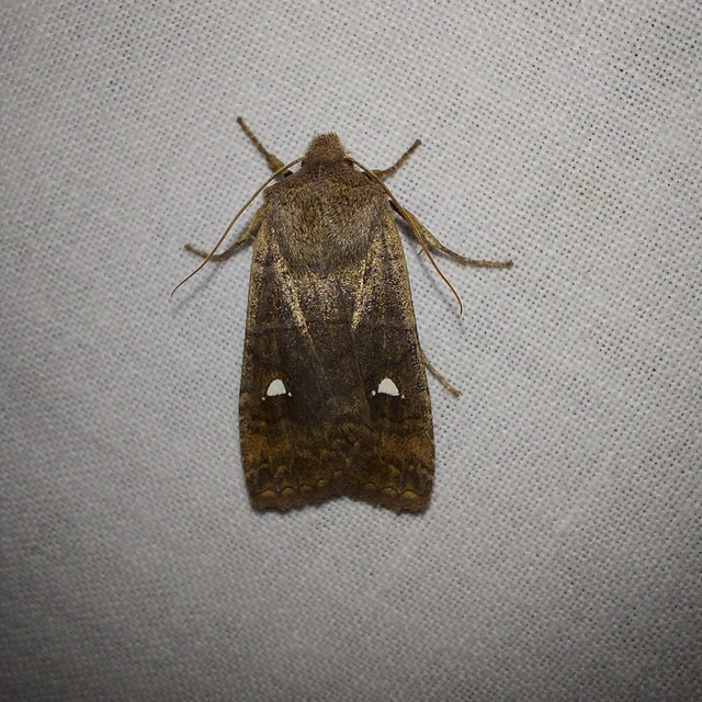Eupsilia transversa - holdacskás télibagoly