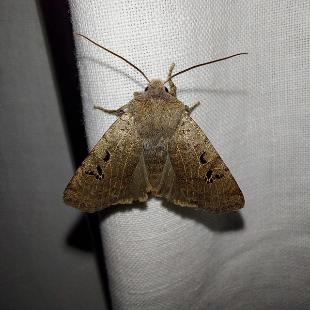 Conistra rubiginosa - szürke télibagoly