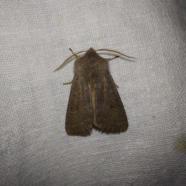 Orthosia populeti - nyárfa-barkabagoly