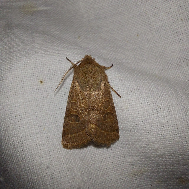 Orthosia cerasi - közepes barkabagoly