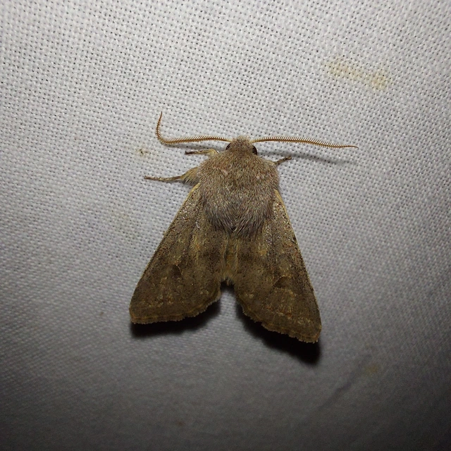 Orthosia populeti - nyárfa-barkabagoly
