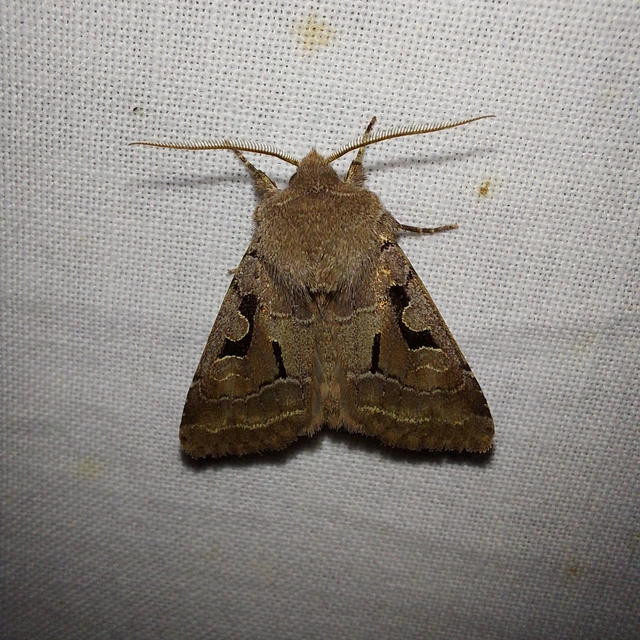 Orthosia gothica - feketefoltos barkabagoly