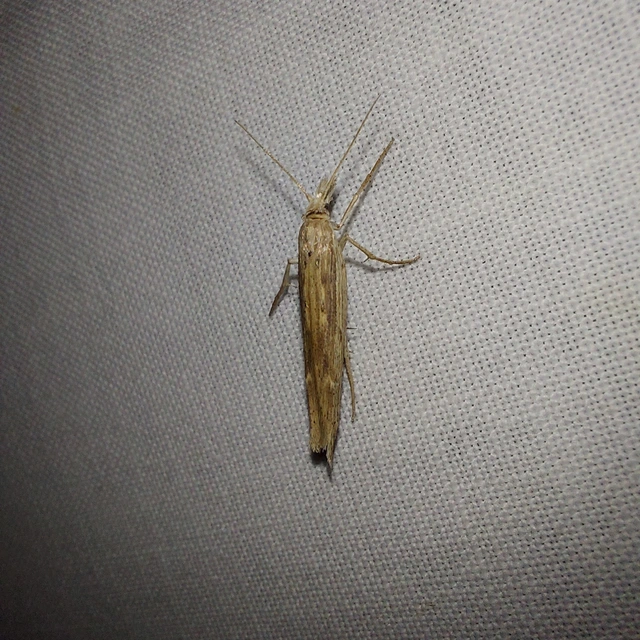 Ypsolopha mucronella - kecskerágómoly