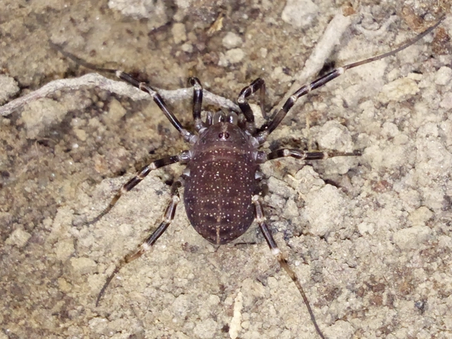 Opiliones - Kaszáspókok