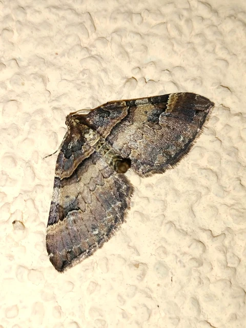 Earophila badiata - csipkerózsa-araszoló