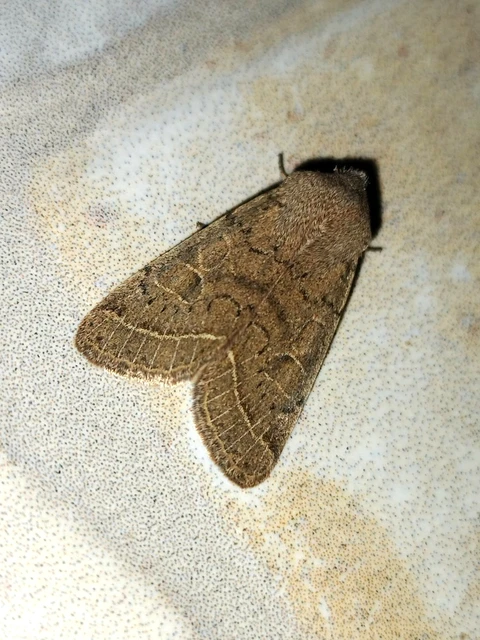Orthosia cerasi - közepes barkabagoly