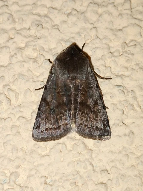 Cerastis rubricosa - vörhenyes tavaszibagoly