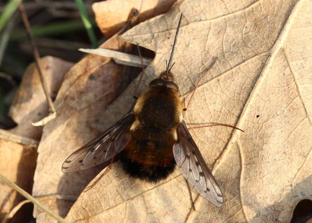 Bombylius discolor - feketefarú pöszörlégy