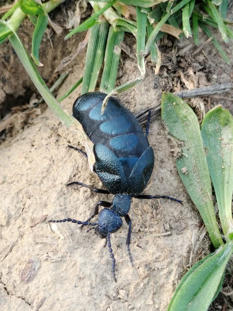 Meloe proscarabaeus - közönséges nünüke