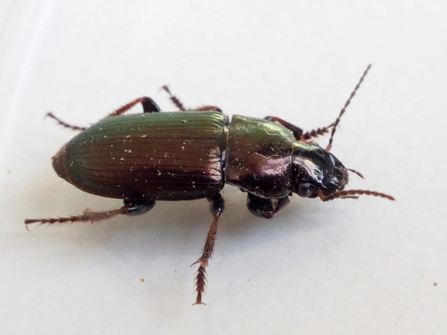 Harpalus distinguendus - mezei lomhafutó