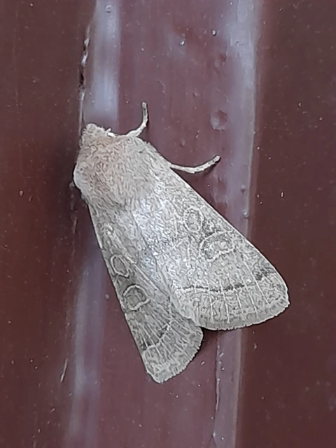 Orthosia cerasi - közepes barkabagoly