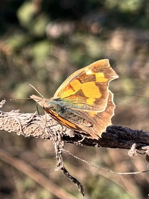 Libythea celtis - csőröslepke