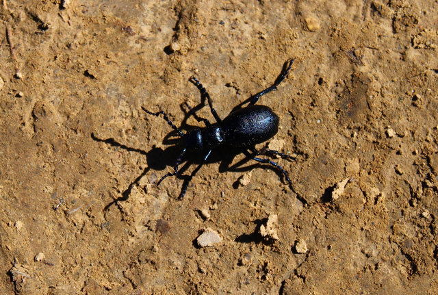 Meloe violaceus - kék nünüke