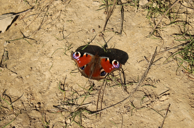 Nymphalis io - nappali pávaszem