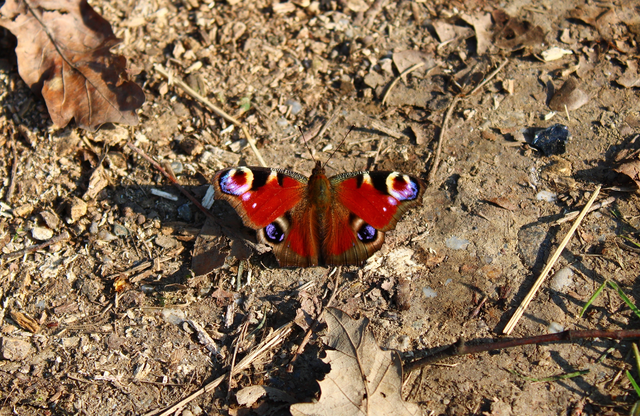 Nymphalis io - nappali pávaszem