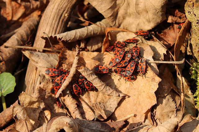 Pyrrhocoris apterus - verőköltő poloska