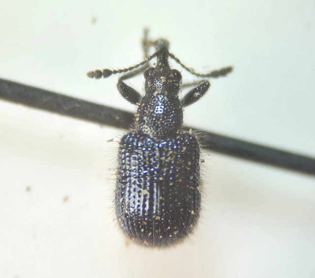 Neocoenorrhinus pauxillus - bordafúró eszelény
