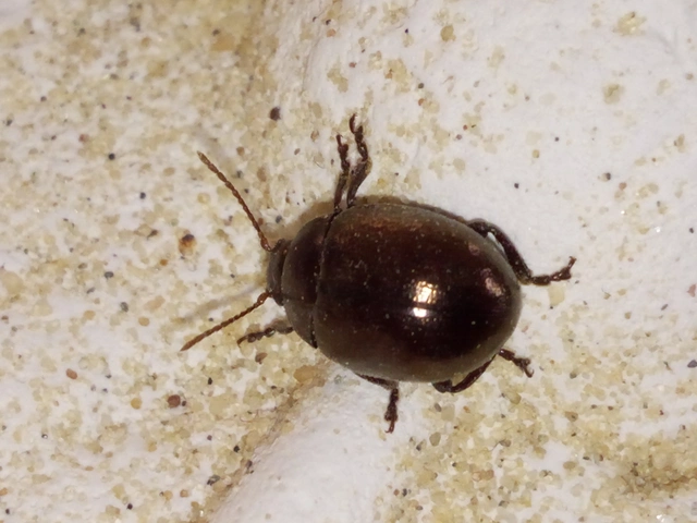 Chrysolina staphylaea - tavaszi levélbogár