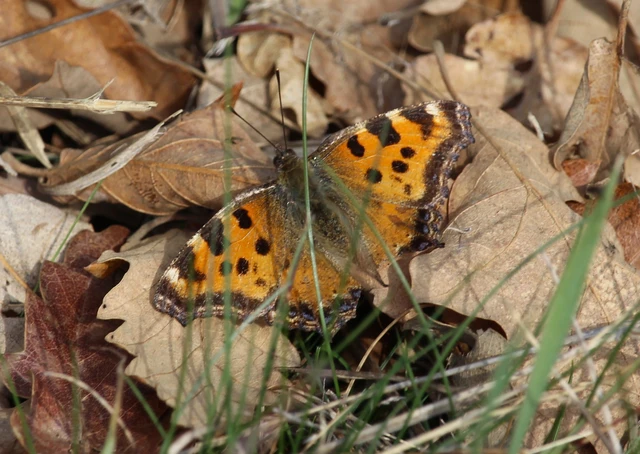 Nymphalis polychloros - nagy rókalepke