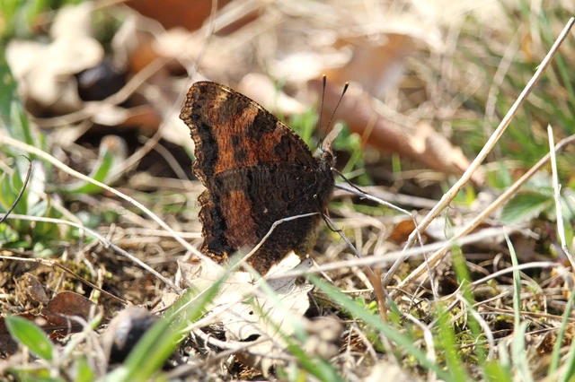 Nymphalis polychloros - nagy rókalepke