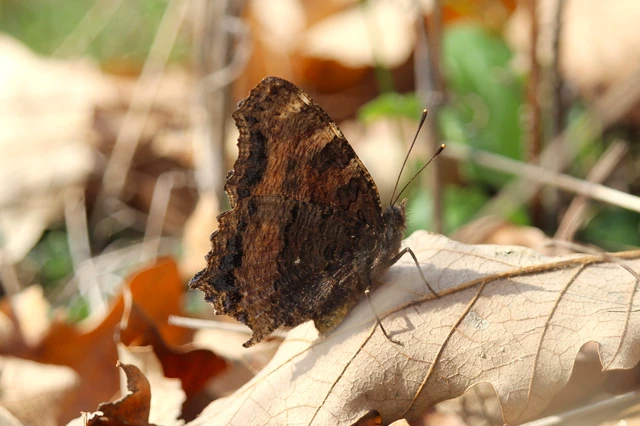 Nymphalis polychloros - nagy rókalepke