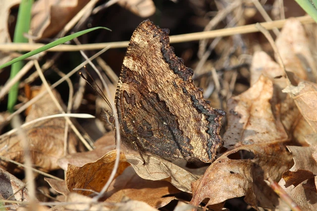 Nymphalis polychloros - nagy rókalepke