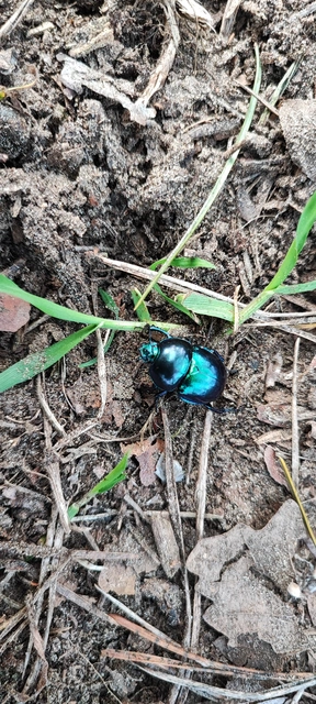 Trypocopris vernalis - tavaszi álganéjtúró