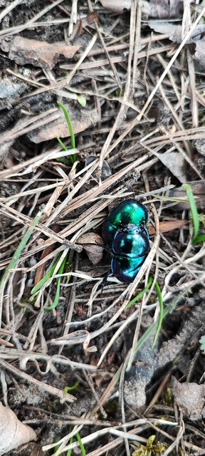 Trypocopris vernalis - tavaszi álganéjtúró