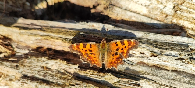 Nymphalis c-album - C-betűs lepke