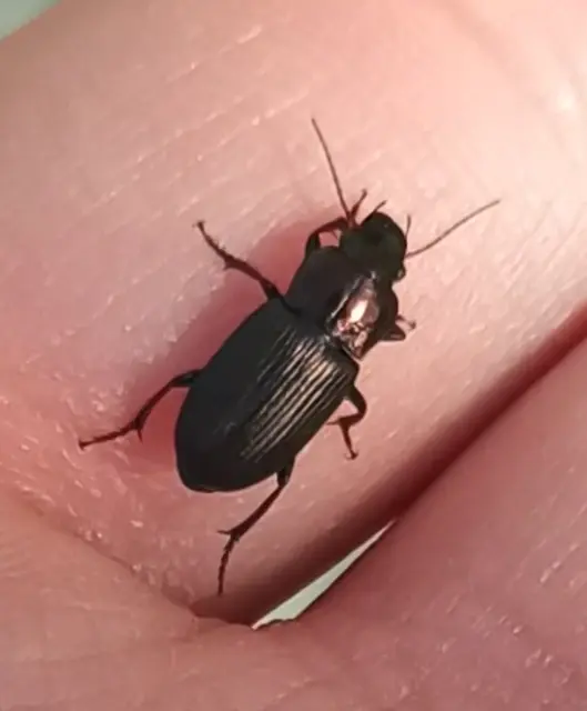 Harpalus distinguendus - mezei lomhafutó