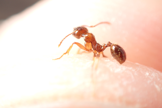 Aphaenogaster subterranea - vörös karcsúhangya
