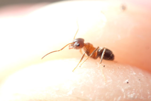 Lasius brunneus - rozsdáshátú feketehangya