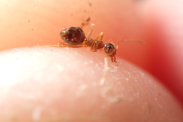 Prenolepis nitens - ragyogóhangya