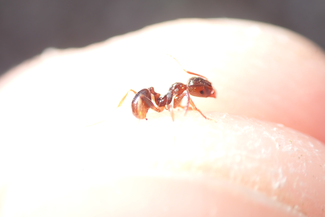 Aphaenogaster subterranea - vörös karcsúhangya